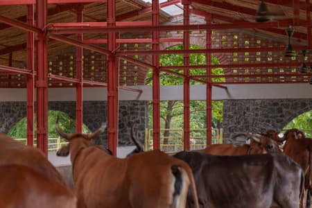 Gaughar Animal Husbandry